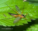 Tiplice (Ctenophora pectinicornis)