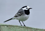 Trasochvost biely (Motacilla alba)