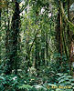 Tropický deštný les (<em>BAL</em>)