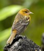 Trupiál baltimorský (Icterus galbula)