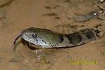 Užovka Xenochrophis (Xenochrophis asperrimus)