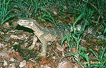 Varan (Varanus albigularis)