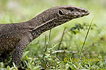 Varan bengálský (Varanus bengalensis)