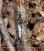 Vážka bělořitná (Orthetrum albistylum)