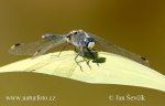 Vážka běloústá (Leucorrhinia albifrons)