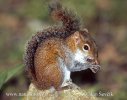 Veverka Deppeova (Sciurus deppei)