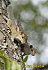 Veverka indická (Funambulus palmarum)