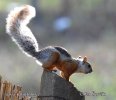 Veverka proměnlivá (Sciurus variegatoides)