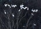 Volavka biela (Casmerodius albus)