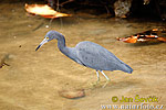 Volavka modrošedá (Egretta caerulea)