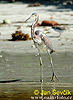 Volavka tříbarvá (Egretta tricolor)