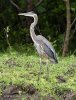 Volavka velká (Ardea herodias)