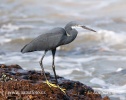 Volavka západní (Egretta gularis)