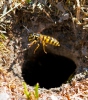 Vosa útočná (Vespula germanica)