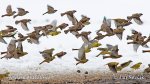 Vrabec polní, strnad obecný (Passer montanus Emberiza citrinella)