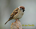 Vrabec polní (Passer montanus)