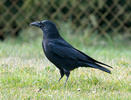 Vrána obecná - černá