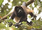 Vřešťan pláštíkový (Alouatta palliata)