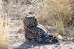 Výr africký (Bubo africanus)