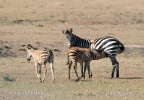 Zebra Böhmova