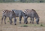 Zebra Böhmova