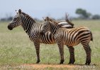 Zebra Böhmova (Equus quagga boehmi)