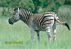 Zebra Burchellova (Equus quagga burchellii)