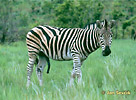 Zebra Burchellova