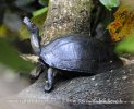 Želva hřebenatá (Melanochelys trijuga parkeri)