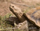 Želva ostruhatá (Geochelone sulcata)