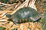 Želva vroubená (Testudo marginata)