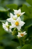 Zemiakov (Solanum tuberosum)