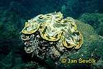 Zéva (Tridacna squamosa)