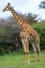 Žirafa štíhla