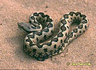 Zmije Latasteova (Vipera latastei)