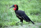 Zoborožec kaferský (Bucorvus leadbeateri)