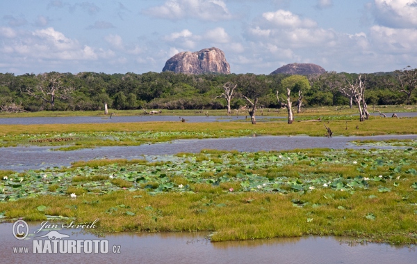 Národní park Yala (CL)