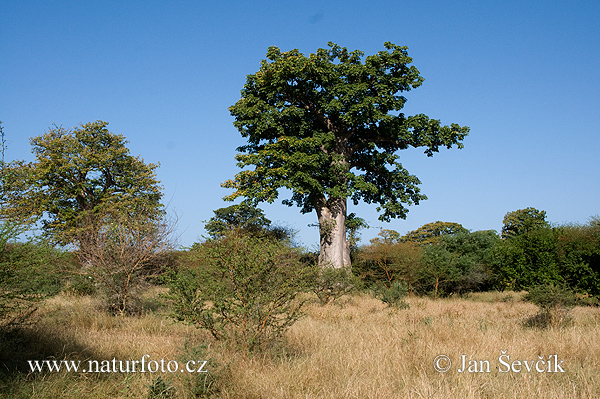 Naturschutzgebiet Bandia (Bandia)