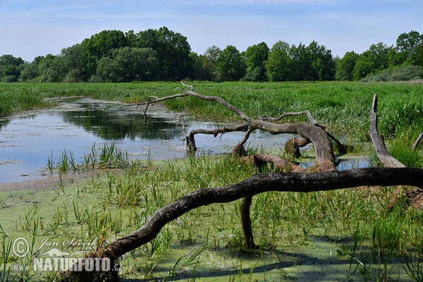 Niva Lužnice (Fishpond)