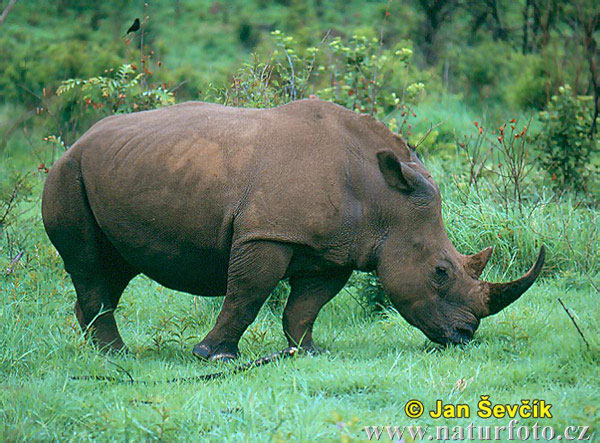 Nosorožec tuponosý biely (Ceratotherium simum)