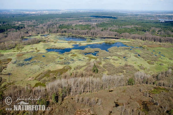 Novořecké močály (AIR)