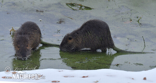 Nutria riečna (Myocastor coypus)