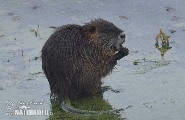 Nutria riečna (Myocastor coypus)