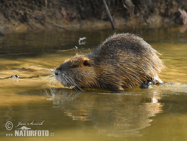 Nutria riečna (Myocastor coypus)