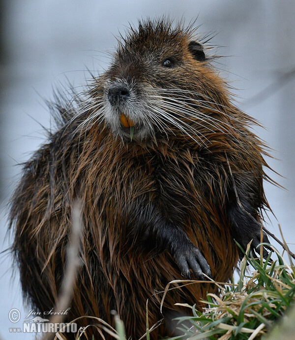 Nutria riečna (Myocastor coypus)