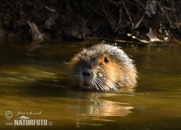 Nutria riečna (Myocastor coypus)