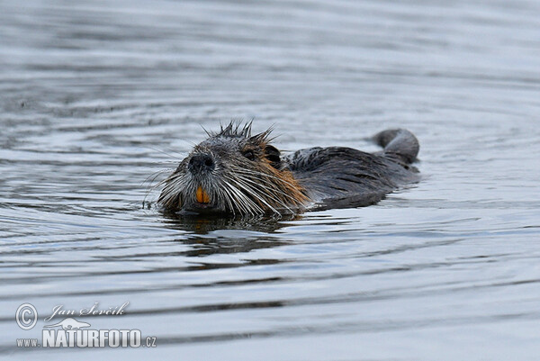 Nutria riečna (Myocastor coypus)