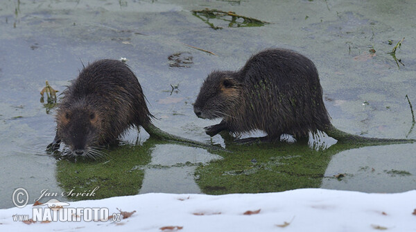 Nutrie (Myocastor coypus)