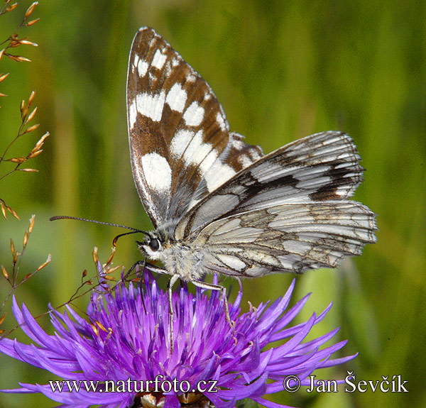 Očkáň timotejkový (Melanargia galathea)