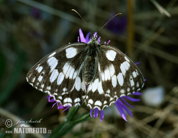 Očkáň timotejkový (Melanargia galathea)